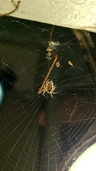 Araneinae