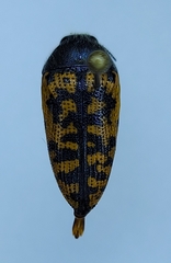 Acmaeodera auritincta
