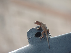 Sceloporus grammicus