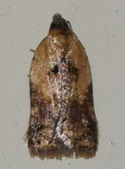Acleris fragariana