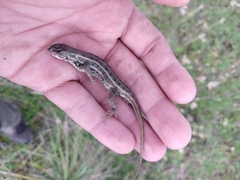 Sceloporus bicanthalis