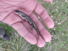 Sceloporus bicanthalis