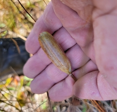 Lilium philadelphicum