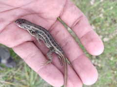 Sceloporus bicanthalis