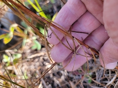 Lilium philadelphicum