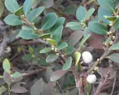 Robsonodendron maritimum