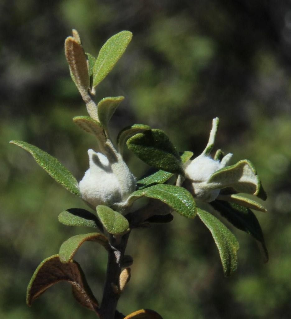Camphorbushes