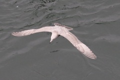 Larus argentatus × glaucescens
