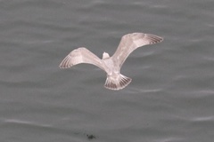 Larus argentatus × glaucescens