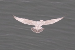 Larus argentatus × glaucescens