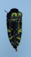 Acmaeodera flavopicta