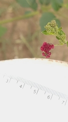 Boerhavia coccinea