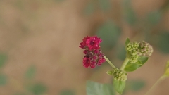 Boerhavia coccinea