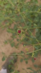 Boerhavia coccinea