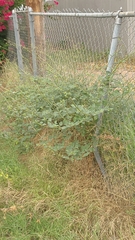 Boerhavia coccinea