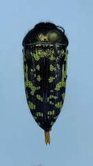 Acmaeodera flavopicta