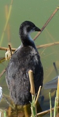 Fulica atra