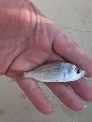 Eucinostomus harengulus