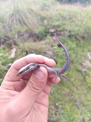 Plestiodon brevirostris