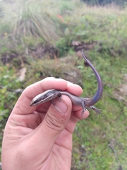 Plestiodon brevirostris