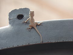 Sceloporus grammicus