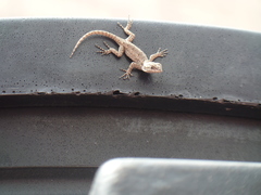 Sceloporus grammicus