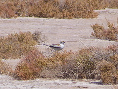 Neoxolmis salinarum