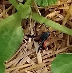 Eichlinia cucurbitae