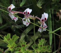 Ciconium