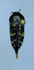 Acmaeodera flavopicta
