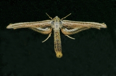Meskea dyspteraria