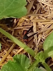 Eichlinia cucurbitae