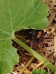 Eichlinia cucurbitae