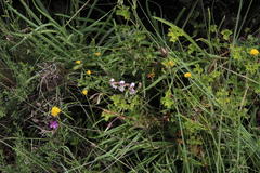 Ciconium