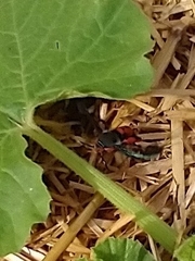 Eichlinia cucurbitae