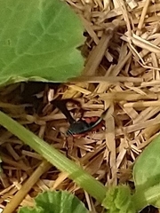 Eichlinia cucurbitae