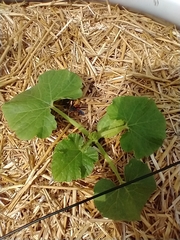 Eichlinia cucurbitae