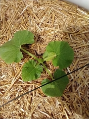 Eichlinia cucurbitae