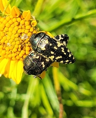 Acmaeodera flavopicta