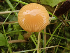 Galerina graminea
