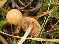 Galerina graminea