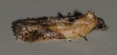 Acleris fragariana