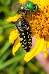 Acmaeodera flavopicta