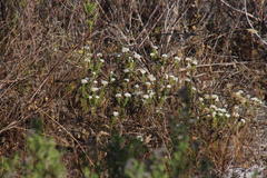Metalasia pulchella