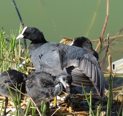 Fulica atra