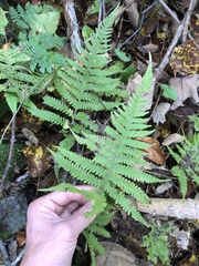 Phegopteris excelsior