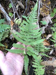 Phegopteris excelsior