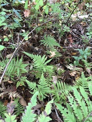 Phegopteris excelsior