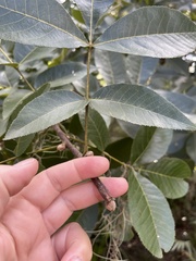 Carya glabra