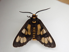 Eressa geographica